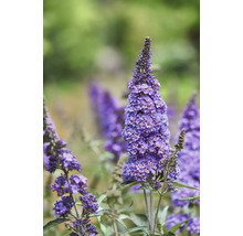Schmetterlingsflieder im Garten