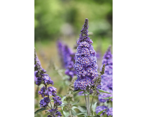 Schmetterlingsflieder im Garten