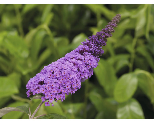 Sommerflieder, Schmetterlingsflieder Buddleja davidii 'Summer Teens ® Lilith Lilac' H 40-50 cm Co 5 L Schmetterlingsflieder im Detail