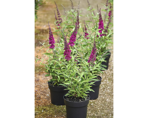 Schmetterlingsflieder in Töpfen mit purpurroten Blütenständen.