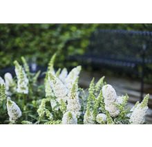 Nahaufnahme einer Gruppe von Schmetterlingsflieder Pflanzen im Garten mit einer Bank im Hintergrund.