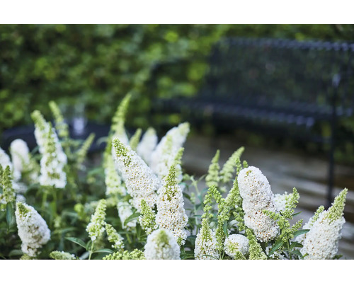 Sommerflieder, Schmetterlingsflieder Buddleja davidii 'Summer Teens ® Wilma White' H 40-50 cm Co 5 L Nahaufnahme einer Gruppe von Schmetterlingsflieder Pflanzen im Garten mit einer Bank im Hintergrund.