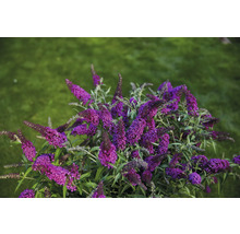 Sommerflieder, Schmetterlingsflieder Buddleja davidii Summer Kids ® Leni' H 60-70 cm Co 7,5 L-thumb-0 Sommerflieder, Schmetterlingsflieder Buddleja davidii Summer Kids ® Leni' H 60-70 cm Co 7,5 L-thumb-0