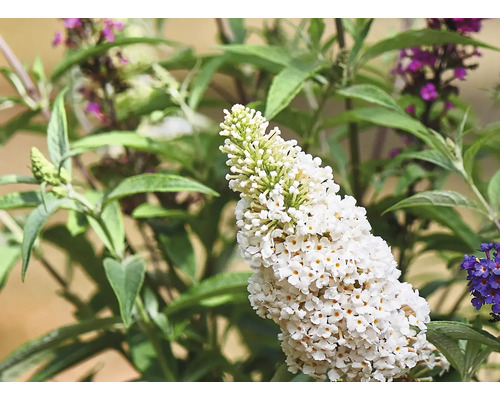 Nahaufnahme einer weißen Schmetterlingsfliederblüte