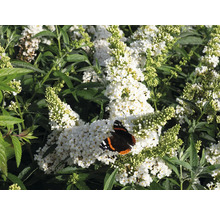 Schmetterlingsflieder mit weißen Blüten und einem Schmetterling