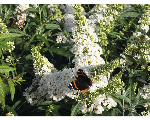 Schmetterlingsflieder mit weißen Blüten und einem Schmetterling