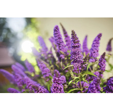 Buddleja mit lilafarbenen Blüten