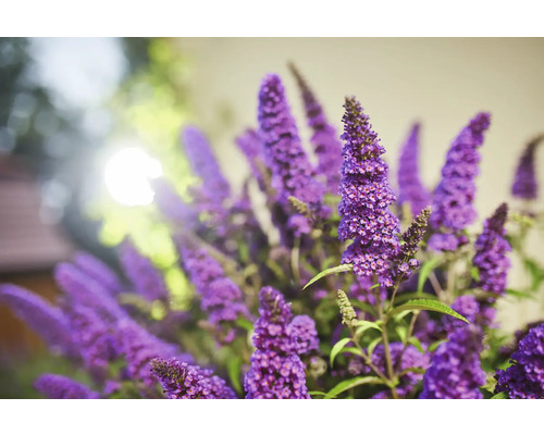 Buddleja mit lilafarbenen Blüten