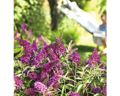 Sommerflieder, Schmetterlingsflieder Buddleja davidii 'Summer Kids ® Sophie' H 40-50 cm Co 5 L