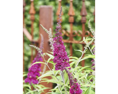 Sommerflieder mit purpurfarbenen Blüten im Garten