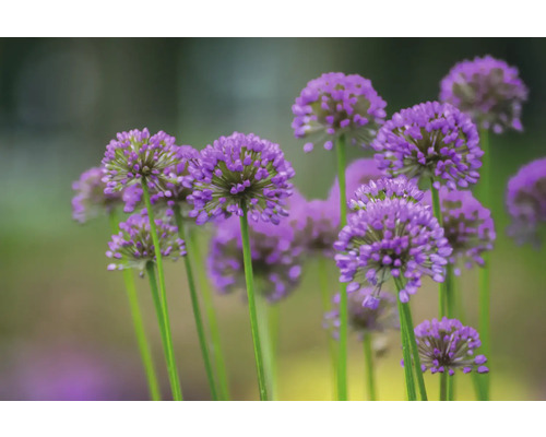 Nahaufnahme von Zierlauchblüten im Garten