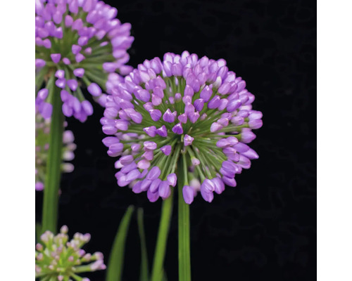 Nahaufnahme einer Zierlauchblüte