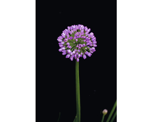 Zierlauchblüte auf Stiel