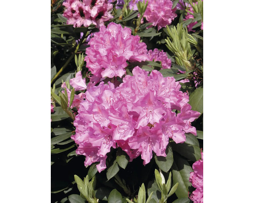 Nahaufnahme einer blühenden Rhododendron Pflanze