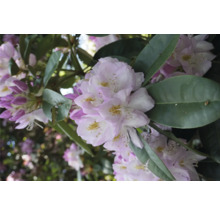 Nahaufnahme von Rhododendronblüten mit Blättern