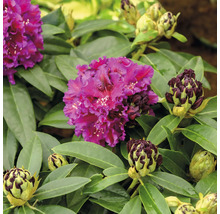 Großblumige Alpenrose FloraSelf Rhododendron Hybride 'Dramatic Dark' ® H 30-40 cm Co 6 L-thumb-1
