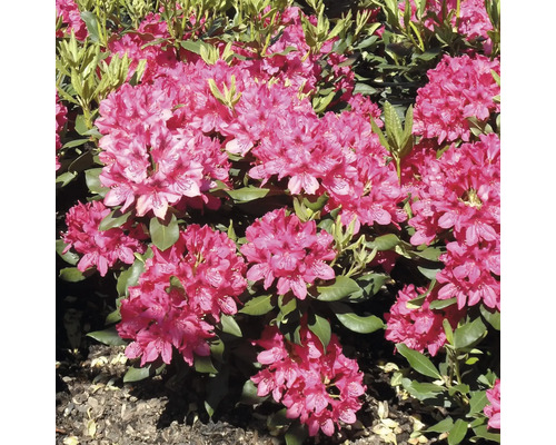 Großblumige Alpenrose FloraSelf Rhododendron Hybride 'Wine and Roses' ® H 30-40 cm Co 6 L