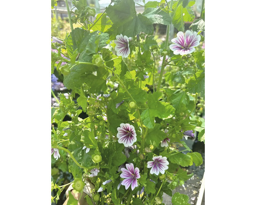 Moschusmalve mit Blüten und grünen Blättern.