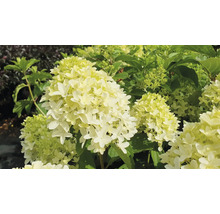Rispenhortensie mit Blüte