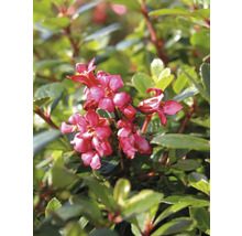 Andenstrauch 'Red Dream' FloraSelf Escallonia ‘Red Dream‘ H 30-40 cm Co 4,5 L-thumb-0
