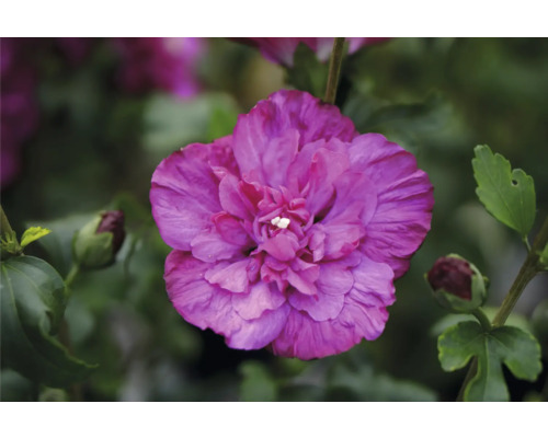 Garteneibisch FloraSelf Hibiscus syriacus 'Magenta Chiffon' Co 15 L halbgefüllte Blüten