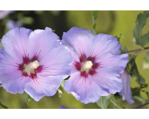 Nahaufnahme von zwei blauen Hibiskusblüten