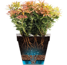 Illustration einer japanischen Lavendelheide in einem Pflanzgefäß mit Drainagesystem