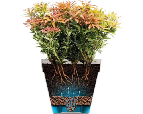 Illustration einer japanischen Lavendelheide in einem Pflanzgefäß mit Drainagesystem