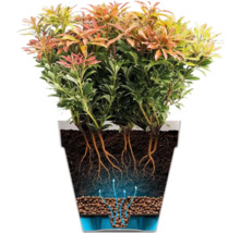 Illustration einer Pieris japonica Pflanze im Topf mit Wurzelsystem und Bewässerung