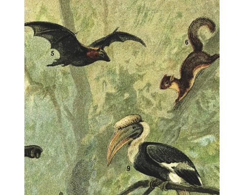 Darstellung von Fledermaus, Eichhörnchen und Nashornvogel