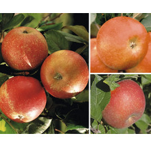 Bio Apfel Trio Spalier H ca. 100-120 cm Co 7,5 L Apfelsorten Cox Orange-Elstar-Goldparmäne