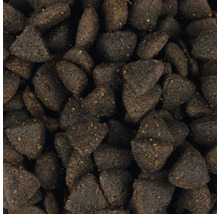 Nahaufnahme von Hunde Trockenfutter