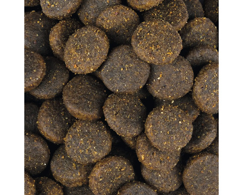 Nahaufnahme von Trockenfutter für Hunde