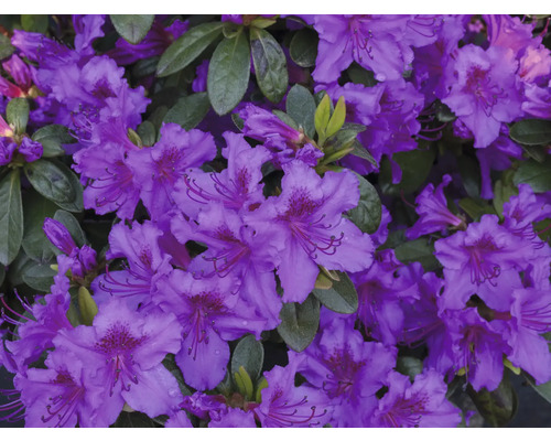 Nahaufnahme von violetten Rhododendronblüten.