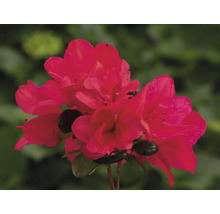 Japanische Azalee FloraSelf Rhododendron obtusum H 25-30 cm Co 3 L rot