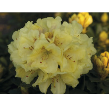 Nahaufnahme einer gelben Rhododendronblüte