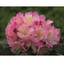 Nahaufnahme einer rosa Rhododendronblüte