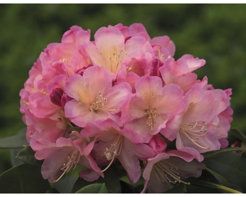 Nahaufnahme einer rosa Rhododendronblüte