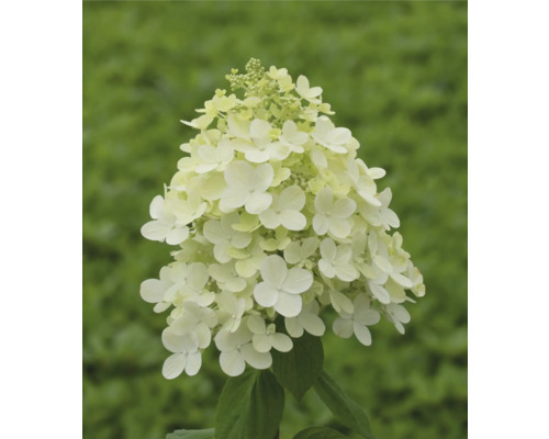 Rispenhortensie FloraSelf Hydrangea paniculata H 60-70 cm Co 14 L versch. Sorten