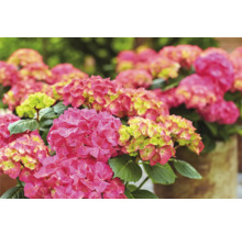 Nahaufnahme von rosa Hortensienblüten