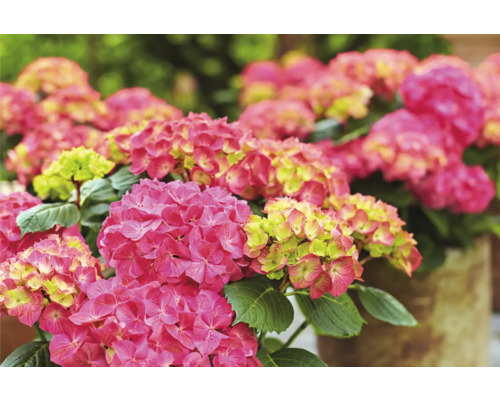 Nahaufnahme von rosa Hortensienblüten