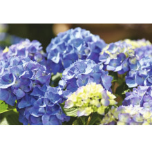Nahaufnahme von blauen Hortensienblüten