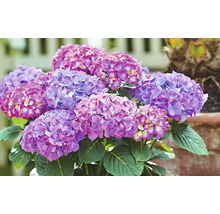 Nahaufnahme einer Hortensie im Topf mit Blüten