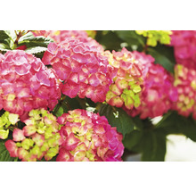 Nahaufnahme von rosa Hortensienblüten