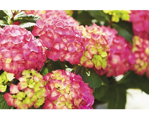 Nahaufnahme von rosa Hortensienblüten