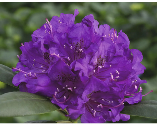 Ball-Rhododendron lila FloraSelf Rhododendron yakushimanum Co 5 L