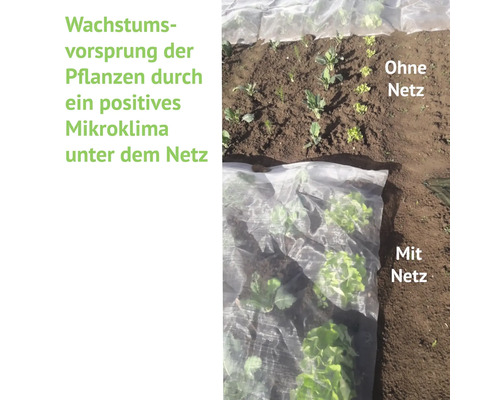 Gemüsegarten mit Pflanzen, einige mit Netz, andere ohne Netz.