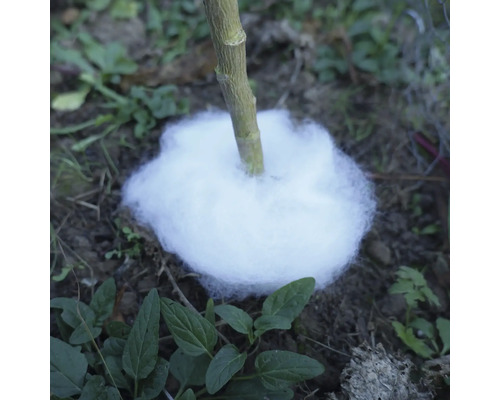 Stamm einer Pflanze mit Frostschutz