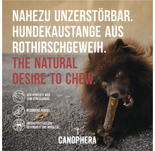 Hund kaut auf fast unzerstörbarer Kaustange aus Rothirschgeweih von Canophera