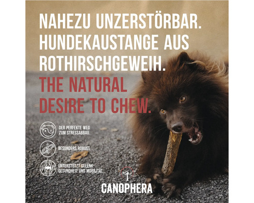 Hund kaut auf fast unzerstörbarer Kaustange aus Rothirschgeweih von Canophera